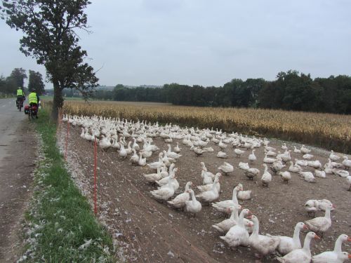 Gänsekolonie