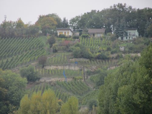 Weinfelder an der Saale