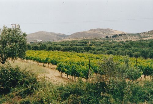 Mesara