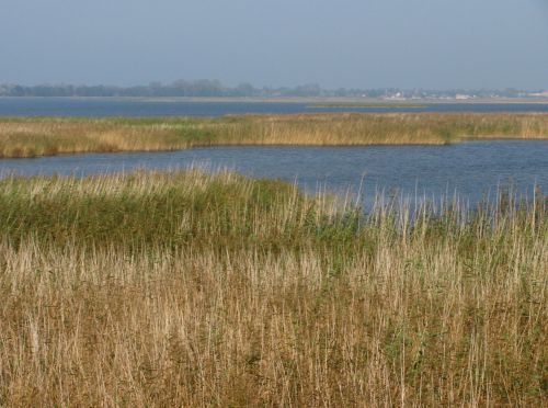 Dünenlandschaft bei Zingst